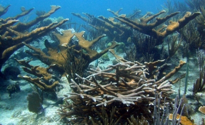 Atolul Saba Bank, un paradis subacvatic