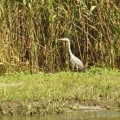 Prezentare generala Delta Dunarii